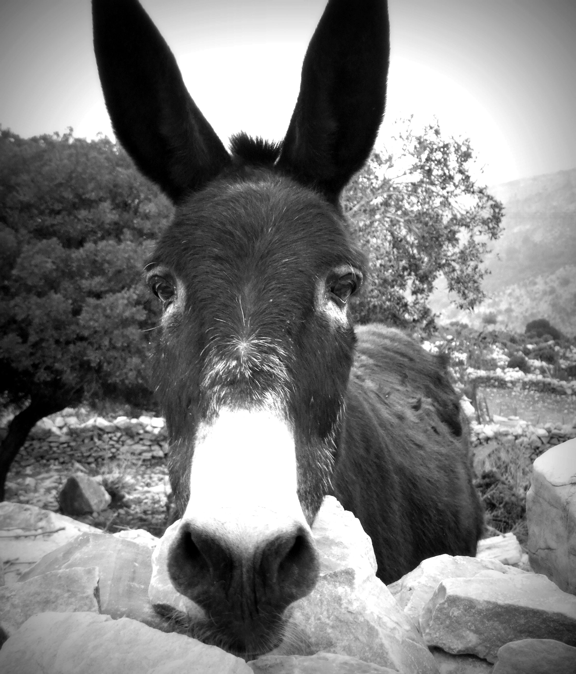 summer Island Naxos flisvos sportclub urlaub ferien wandern hiking griechenland insel hopping vakantie griekenland donkey ezel natuur nature natur wandelen